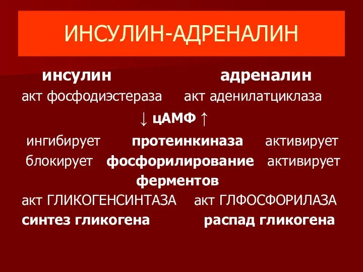 ИНСУЛИН-АДРЕНАЛИН инсулин адреналин акт фосфодиэстераза акт аденилатциклаза ↓ цАМФ ↑ ингибирует