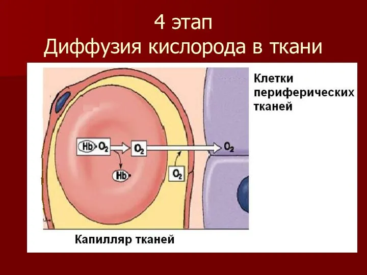 4 этап Диффузия кислорода в ткани