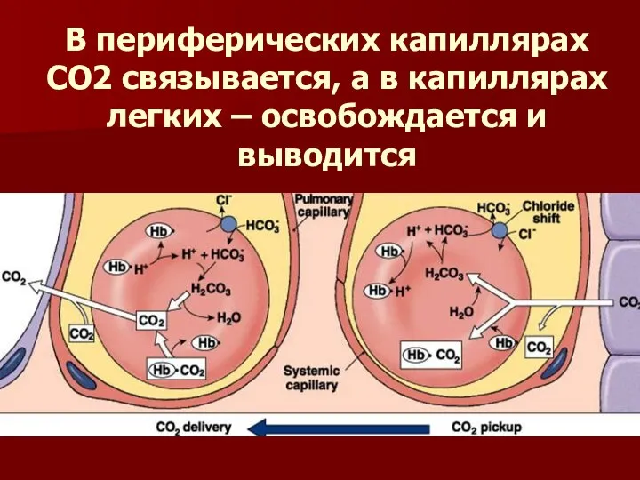 В периферических капиллярах СО2 связывается, а в капиллярах легких – освобождается и выводится