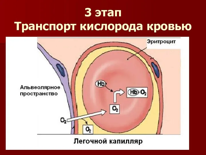 3 этап Транспорт кислорода кровью