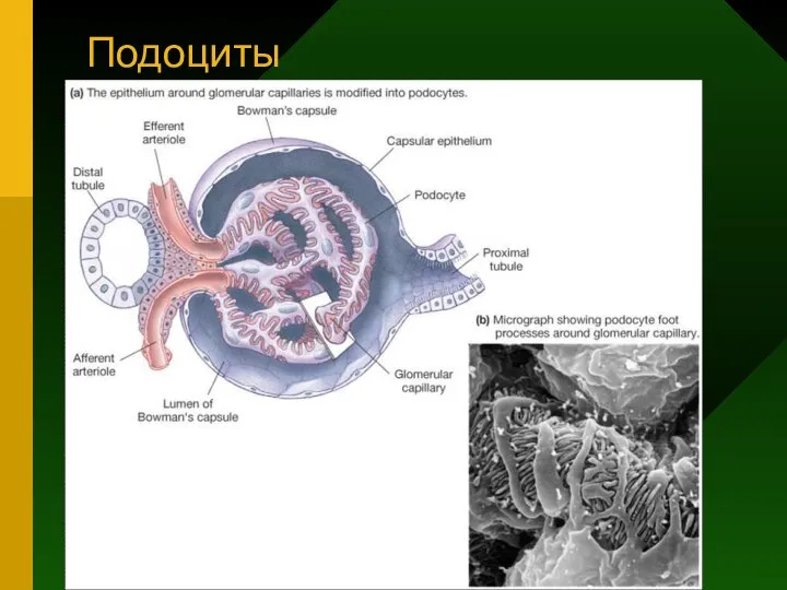 Подоциты