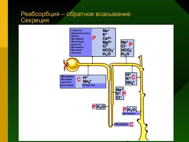 Реабсорбция – обратное всасывание Секреция