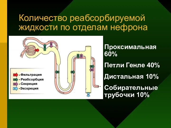 Количество реабсорбируемой жидкости по отделам нефрона Проксимальная 60% Петли Генле 40% Дистальная 10% Собирательные трубочки 10%