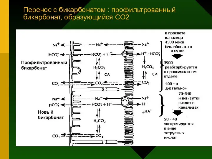 Перенос с бикарбонатом : профильтрованный бикарбонат, образующийся СО2