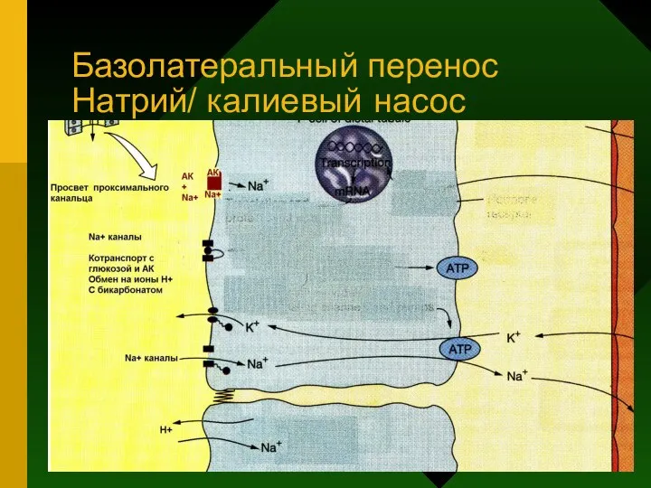 Базолатеральный перенос Натрий/ калиевый насос