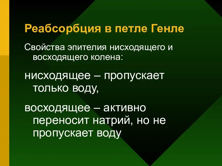 Реабсорбция в петле Генле Свойства эпителия нисходящего и восходящего колена: нисходящее