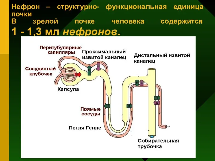 Нефрон – структурно- функциональная единица почки В зрелой почке человека содержится 1 - 1,3 мл нефронов.