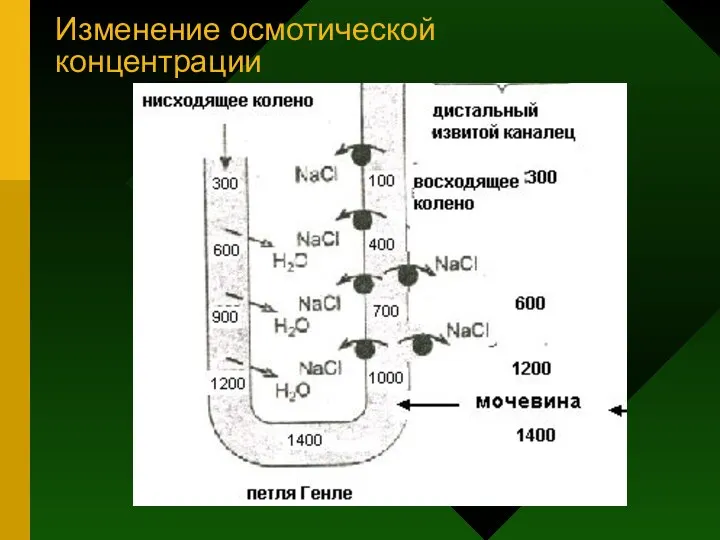 Изменение осмотической концентрации