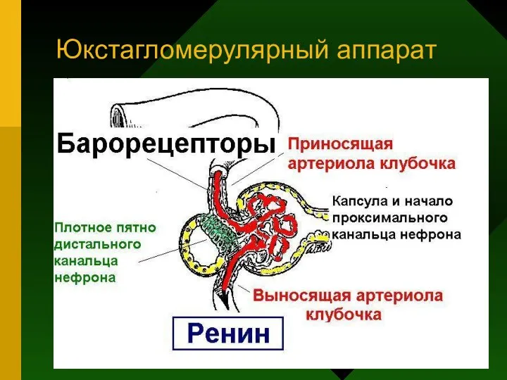 Юкстагломерулярный аппарат