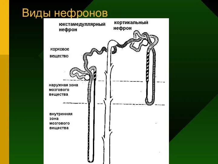 Виды нефронов