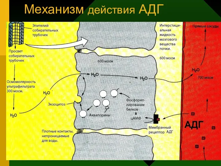 Механизм действия АДГ