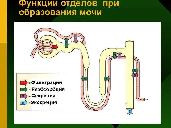 Функции отделов при образования мочи