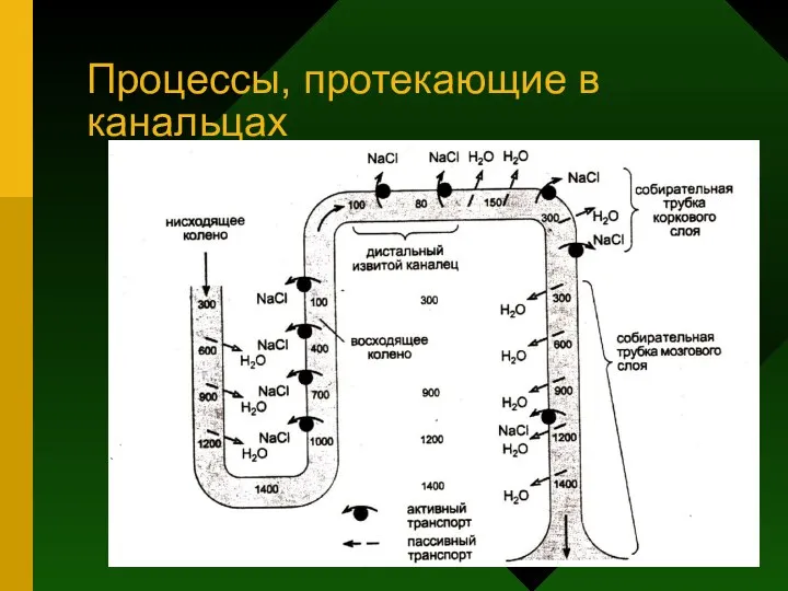 Процессы, протекающие в канальцах