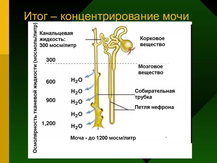 Итог – концентрирование мочи