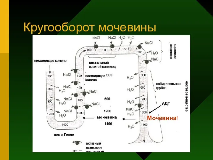 Кругооборот мочевины Мочевина!