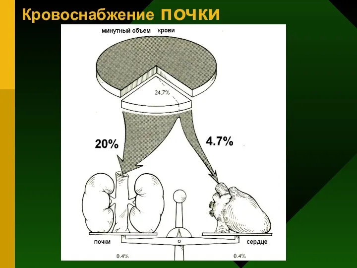 Кровоснабжение почки