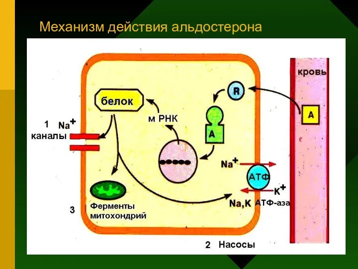 Механизм действия альдостерона