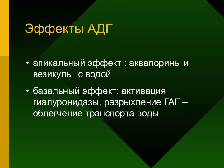 Эффекты АДГ апикальный эффект : аквапорины и везикулы с водой базальный