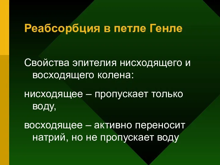 Реабсорбция в петле Генле Свойства эпителия нисходящего и восходящего колена: нисходящее