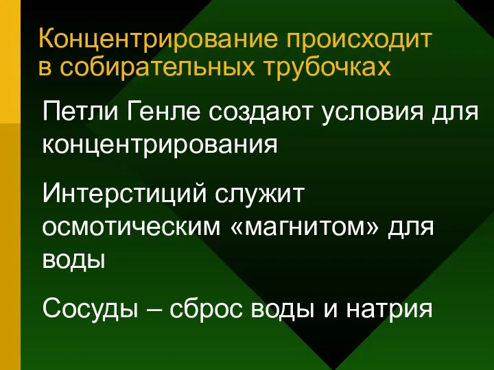 Концентрирование происходит в собирательных трубочках Петли Генле создают условия для концентрирования