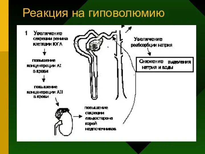 Реакция на гиповолюмию