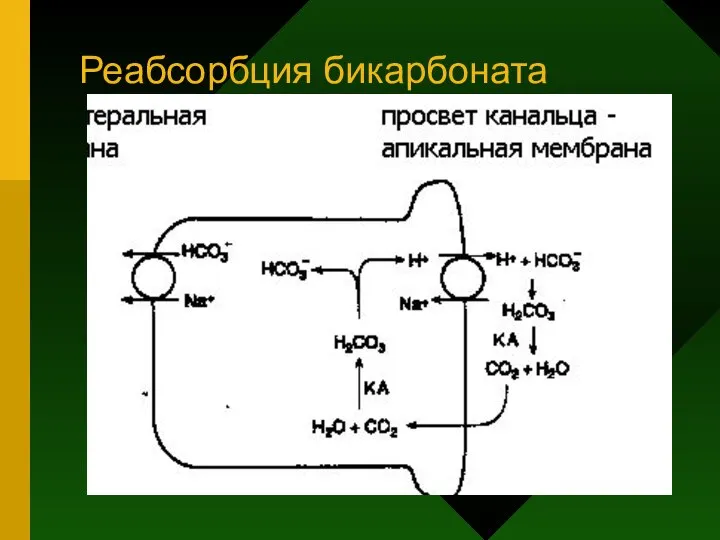 Реабсорбция бикарбоната