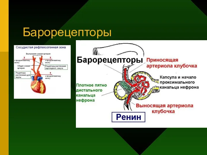 Барорецепторы