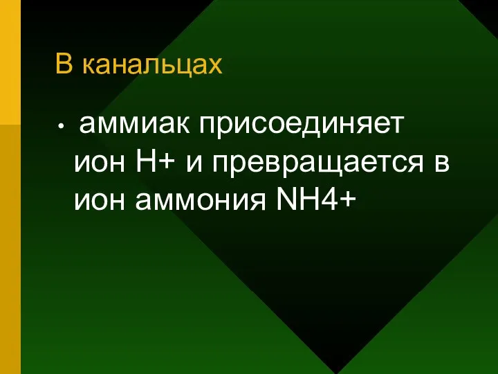 В канальцах аммиак присоединяет ион Н+ и превращается в ион аммония NH4+