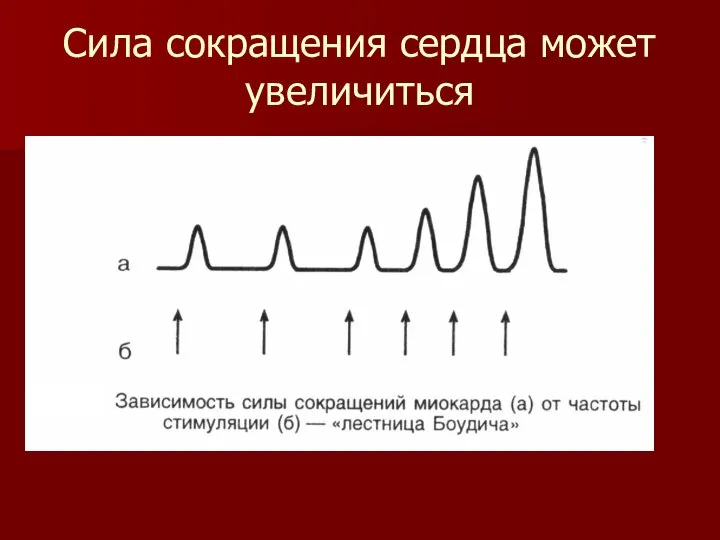 Сила сокращения сердца может увеличиться