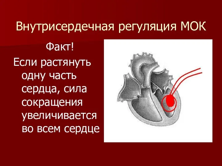 Внутрисердечная регуляция МОК Факт! Если растянуть одну часть сердца, сила сокращения увеличивается во всем сердце