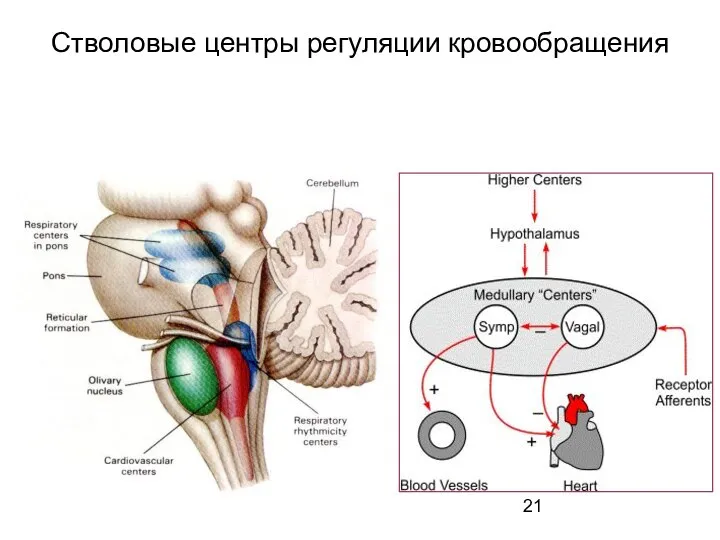 Стволовые центры регуляции кровообращения