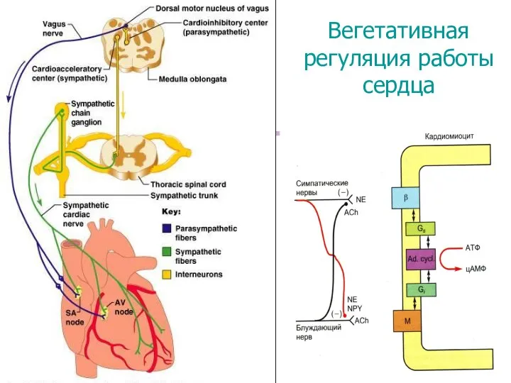 Вегетативная регуляция работы сердца