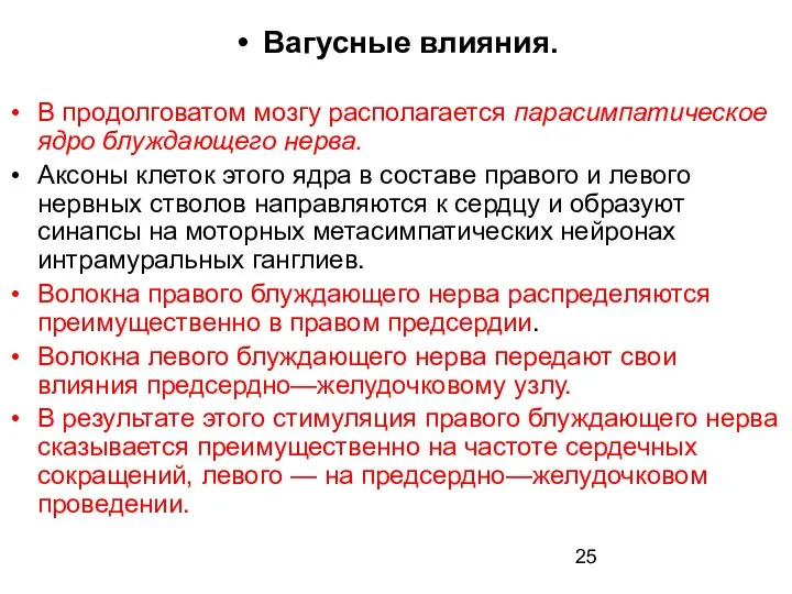 Вагусные влияния. В продолговатом мозгу располагается парасимпатическое ядро блуждающего нерва. Аксоны