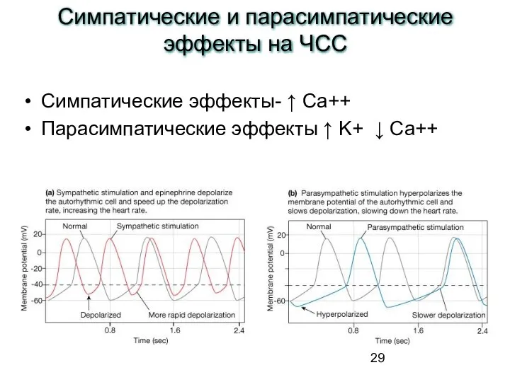 Симпатические эффекты- ↑ Ca++ Парасимпатические эффекты ↑ K+ ↓ Ca++ Симпатические и парасимпатические эффекты на ЧСС