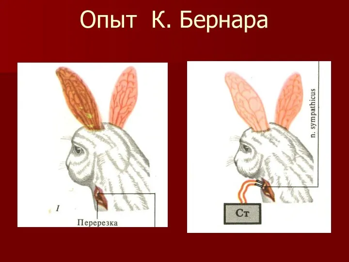 Опыт К. Бернара