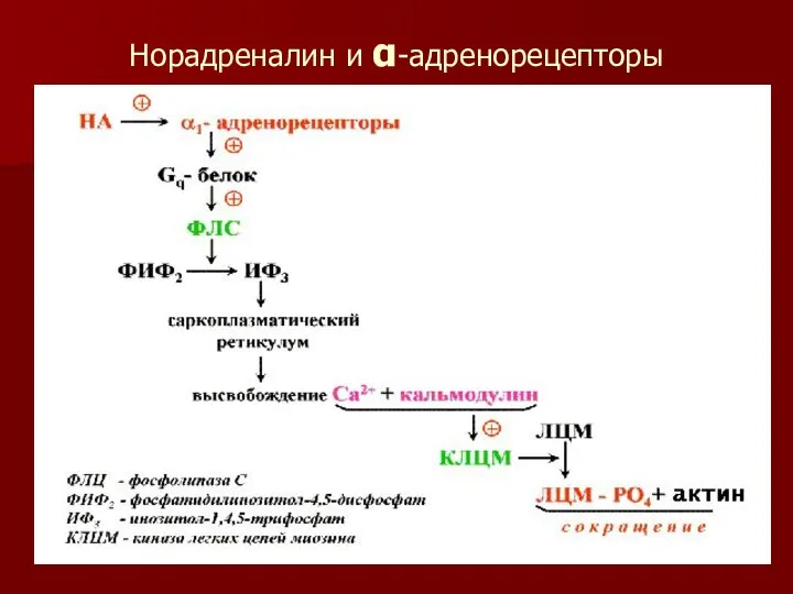 Норадреналин и α-адренорецепторы