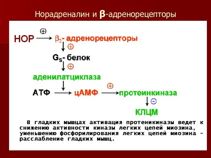 Норадреналин и β-адренорецепторы