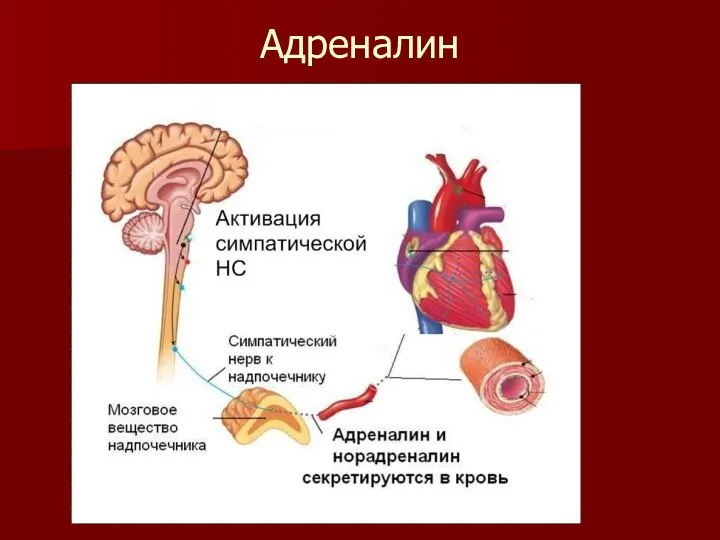 Адреналин