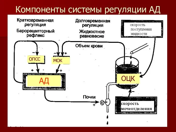 Компоненты системы регуляции АД АД ОПСС МОК ОЦК