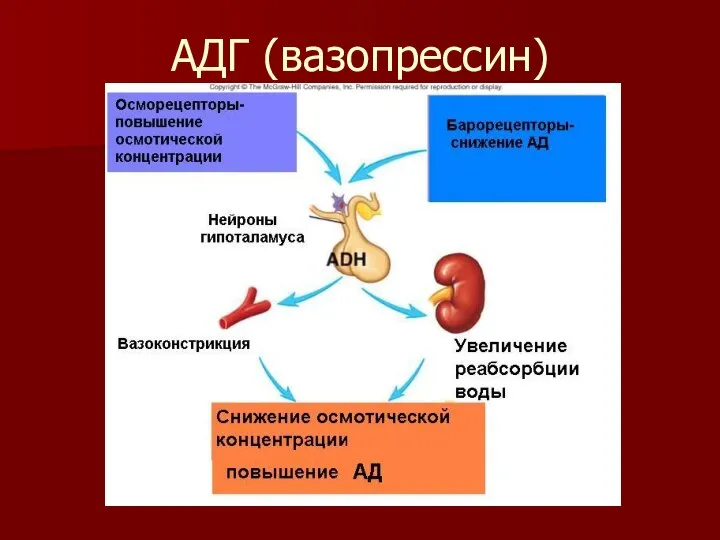 АДГ (вазопрессин)