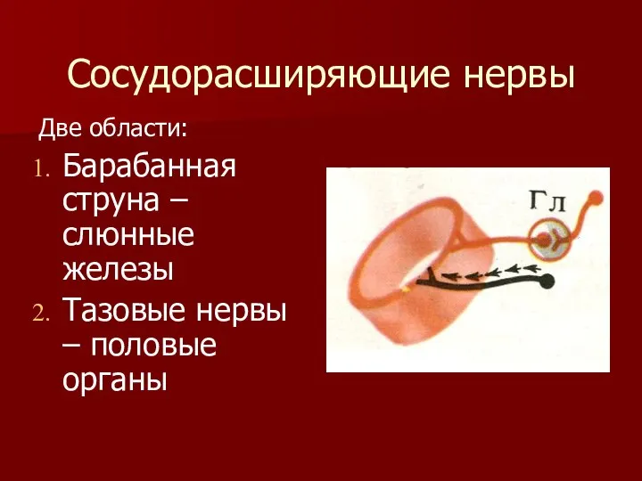 Сосудорасширяющие нервы Две области: Барабанная струна – слюнные железы Тазовые нервы – половые органы