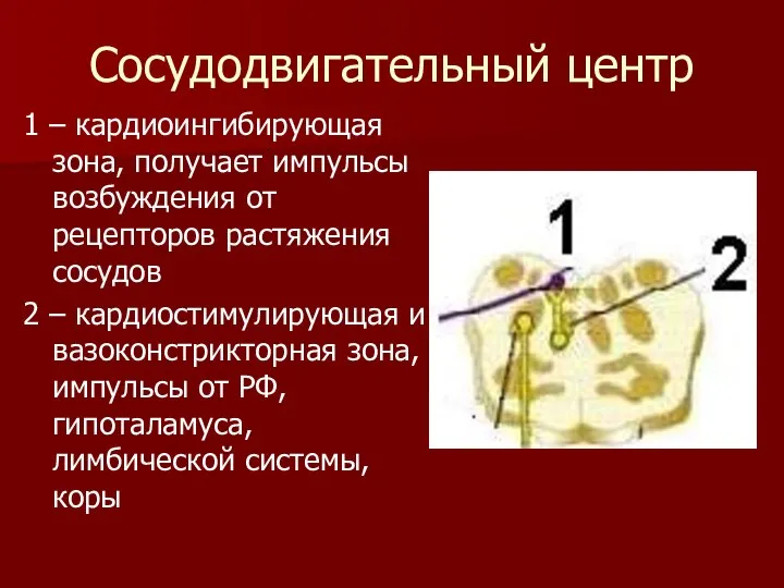 Сосудодвигательный центр 1 – кардиоингибирующая зона, получает импульсы возбуждения от рецепторов