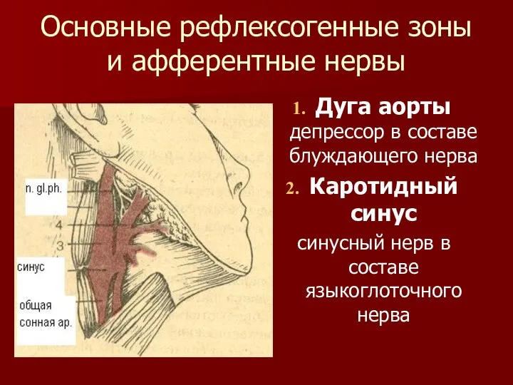 Основные рефлексогенные зоны и афферентные нервы Дуга аорты депрессор в составе