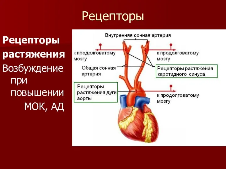 Рецепторы Рецепторы растяжения Возбуждение при повышении МОК, АД