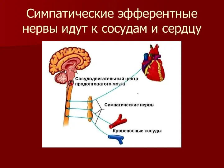 Симпатические эфферентные нервы идут к сосудам и сердцу