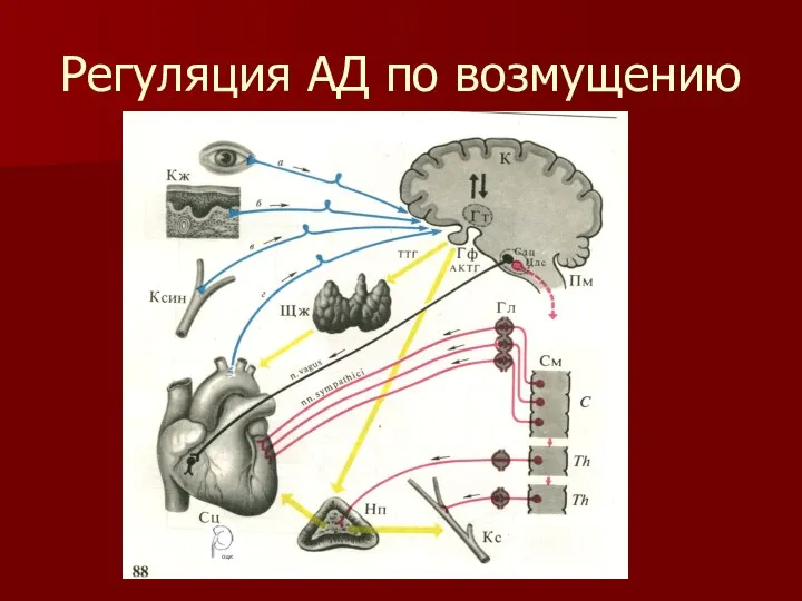 Регуляция АД по возмущению