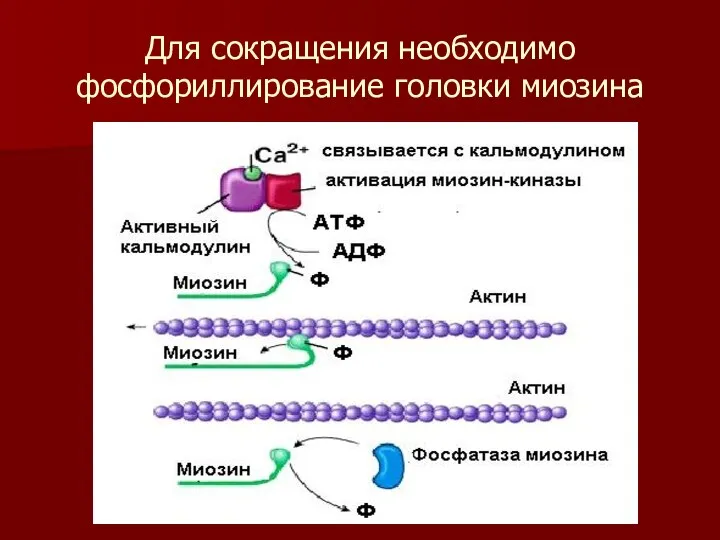 Для сокращения необходимо фосфориллирование головки миозина