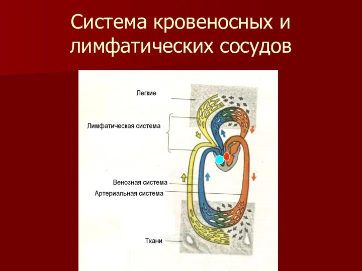 Система кровеносных и лимфатических сосудов