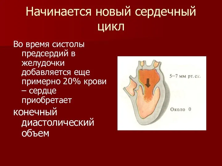 Начинается новый сердечный цикл Во время систолы предсердий в желудочки добавляется