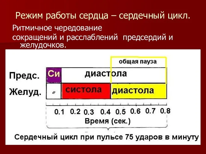 Режим работы сердца – сердечный цикл. Ритмичное чередование сокращений и расслаблений предсердий и желудочков.